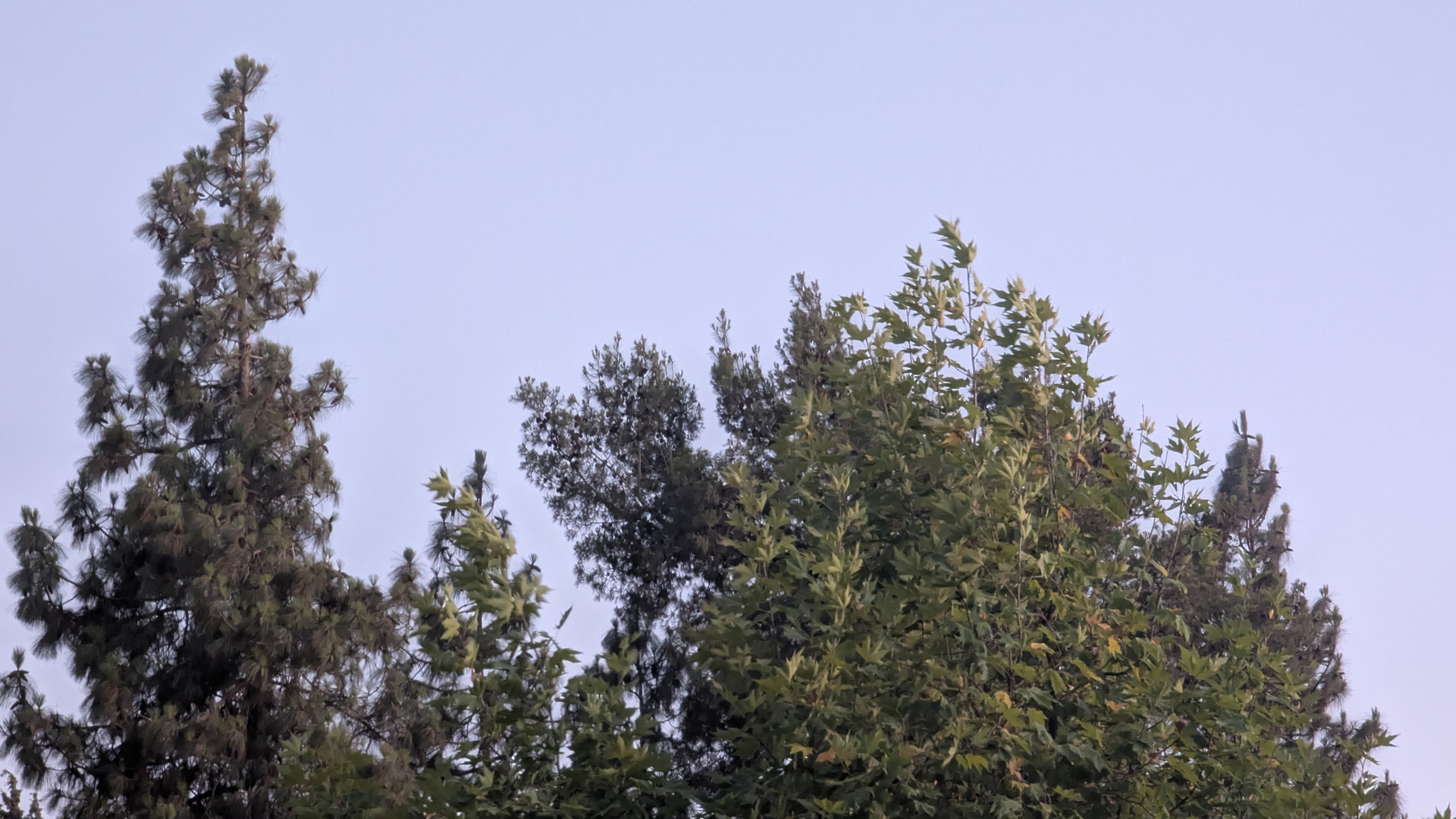 תמונת היום