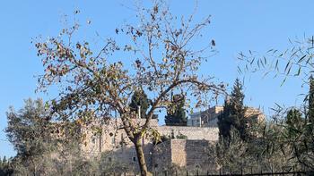 בוקר לא קריר ממש של סתיו רדום. בקרוב יתעורר